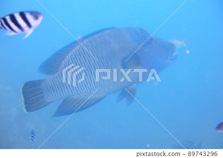 蘇眉魚 龍王鯛 帛琉 Palau 89743296