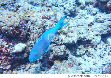 Parrotfish Palau 89743317