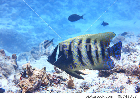 Six Crappie Palau 89743318