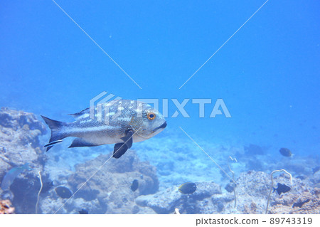 Midnight Snapper Palau 89743319