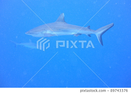 Blacktip Reef Shark Shark Palau 89743376