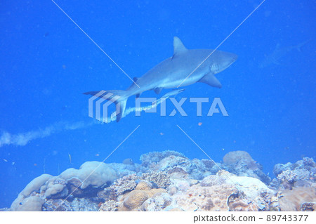 Blacktip Reef Shark Shark Palau Blacktip Reef Shark Shark Palau 89743377