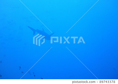 Blacktip Reef Shark Shark Palau 89743378