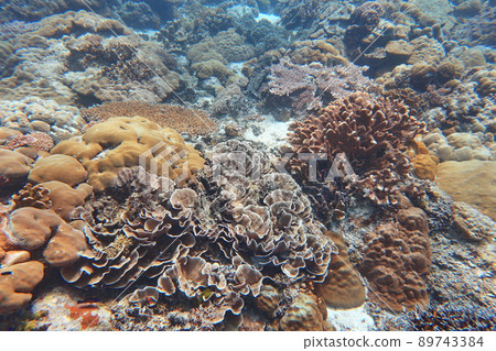 珊瑚 帛琉 Palau 89743384