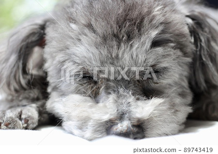 Facial expression of a toy poodle lying on white sheets 89743419