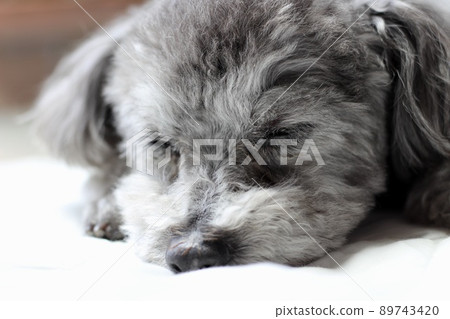 Facial expression of a toy poodle lying on white sheets 89743420