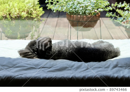 躺在白床單上的玩具貴賓犬的面部表情 89743466