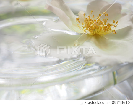 A rose flower called Marie Andorra Martine floating in a water tray A rose flower called Marie Andorra Martine floating in a water tray 89743610