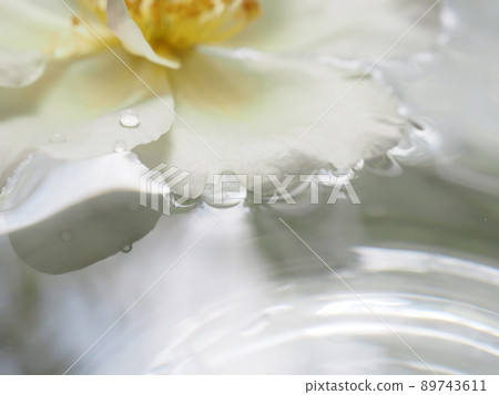 A rose flower called Marie Andorra Martine floating in a water tray A rose flower called Marie Andorra Martine floating in a water tray 89743611