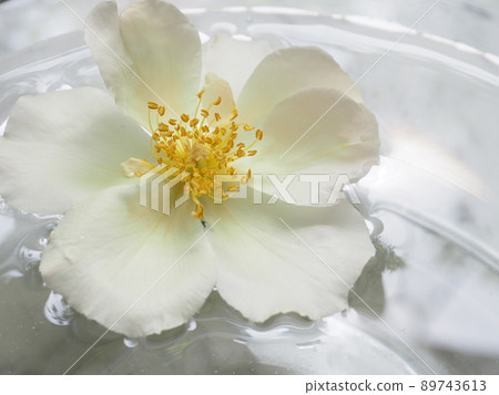 A rose flower called Marie Andorra Martine floating in a water tray 89743613