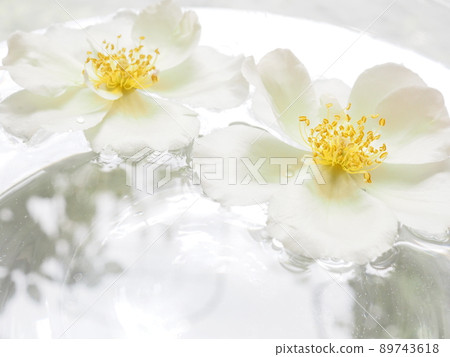 A rose flower called Marie Andorra Martine floating in a water tray 89743618