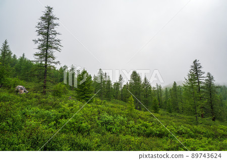 Atmospheric green forest landscape with firs in mountains. Minimalist scenery with edge coniferous forest in light mist. Alpine tranquil landscape at early morning. Atmospheric green forest landscape with firs in mountains. Minimalist scenery with edge coniferous forest in light mist. Alpine tranquil landscape at early morning. 89743624