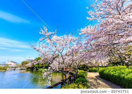 大村公園的櫻花[長崎縣大村市] 89743751