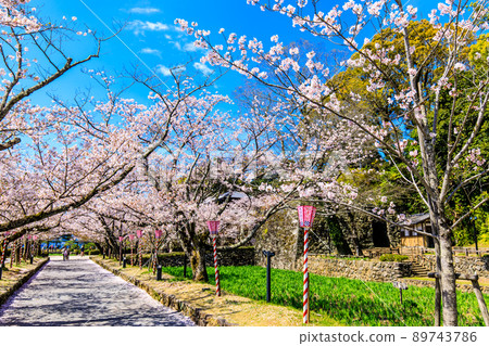 大村公園的櫻花[長崎縣大村市] 89743786