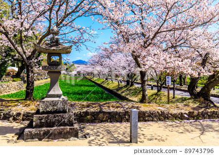 Sakura in Omura Park [Omura City, Nagasaki Prefecture] 89743796