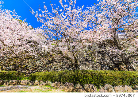 大村公園的櫻花[長崎縣大村市] 89743807