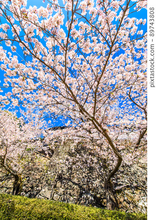大村公園的櫻花[長崎縣大村市] 89743808