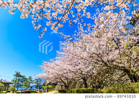 大村公園的櫻花[長崎縣大村市] 89743810