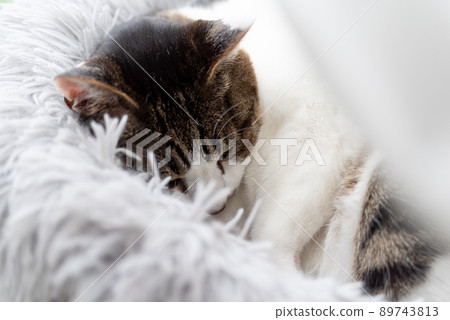 Sleeping cat Kijitora cat 89743813