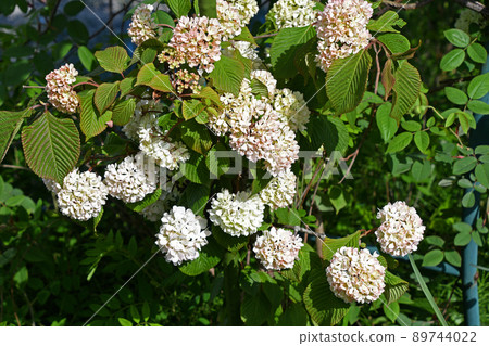 Odemari（大手） 89744022