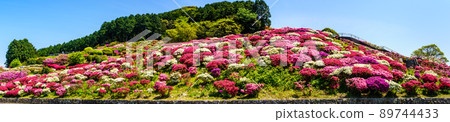 Azalea panorama of Nagushiyama Park [Shikamachi-cho, Sasebo City, Nagasaki Prefecture] 89744433