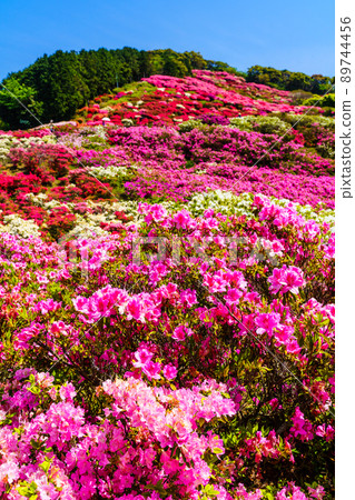 Nagushiyama公園的杜鵑花[長崎縣佐世保市鹿町町] 89744456