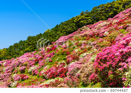 Azaleas in Nagushiyama Park [Shikamachi-cho, Sasebo City, Nagasaki Prefecture] 89744487