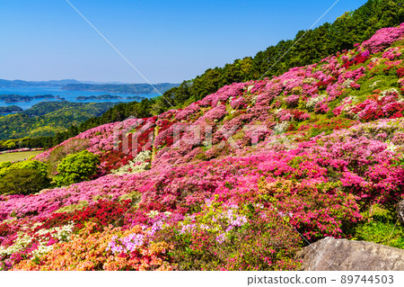 Azaleas in Nagushiyama Park overlooking Kujukushima [Shikamachi-cho, Sasebo City, Nagasaki Prefecture] 89744503