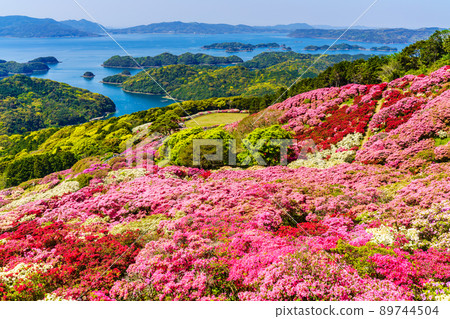 Azaleas in Nagushiyama Park overlooking Kujukushima [Shikamachi-cho, Sasebo City, Nagasaki Prefecture] 89744504