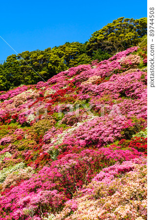 Azaleas in Nagushiyama Park [Shikamachi-cho, Sasebo City, Nagasaki Prefecture] 89744508