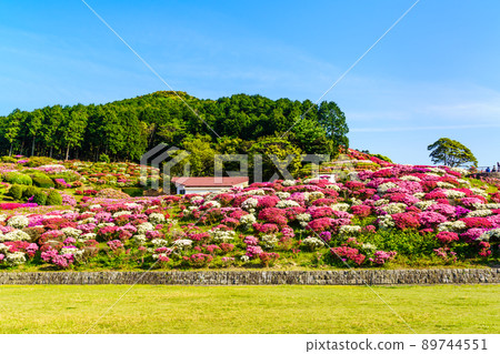 Azaleas in Nagushiyama Park [Shikamachi-cho, Sasebo City, Nagasaki Prefecture] 89744551