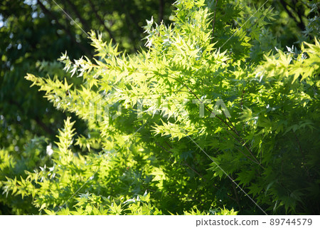 Beautiful green leaf scenery Beautiful green leaf scenery 89744579