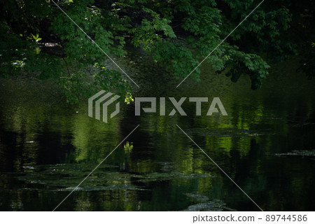 Beautiful green leaf scenery Beautiful green leaf scenery 89744586