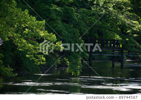 Beautiful green leaf scenery Beautiful green leaf scenery 89744587