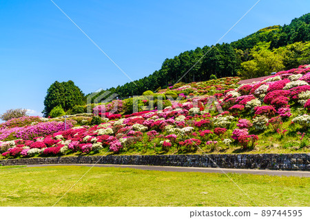 Azaleas in Nagushiyama Park [Shikamachi-cho, Sasebo City, Nagasaki Prefecture] 89744595