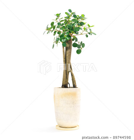 A potted plant of panda banyan with cute foliage plants and round leaves [white background] 89744598