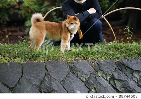 Musashiseki Park: A dog taking a walk 89744608