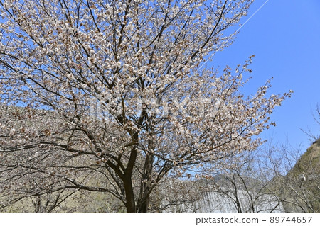 足尾銅礦山遺址:赤金水上公園山櫻花上的足尾松木川渡瀨源頭沙房水壩 足尾銅礦山遺址:赤金水上公園山櫻花上的足尾松木川渡瀨源頭沙房水壩 89744657