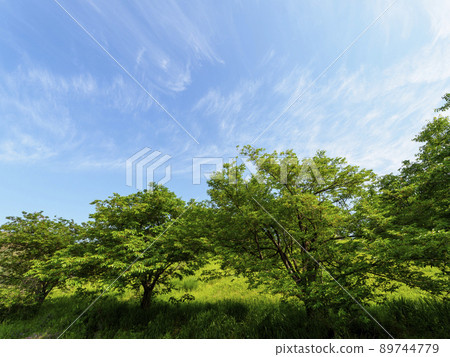 新鮮的綠色櫻花和藍天風景 89744779