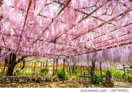 Bright pink wisteria flowers Bright pink wisteria flowers 89744801