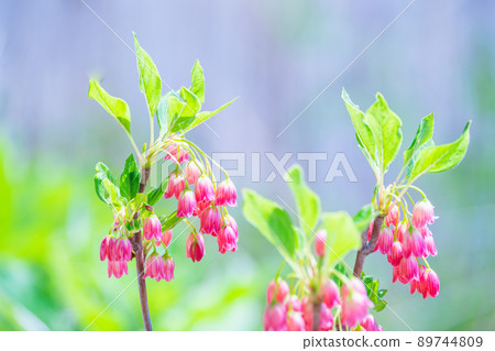 Salasa Doudin Salasa Doudin 89744809
