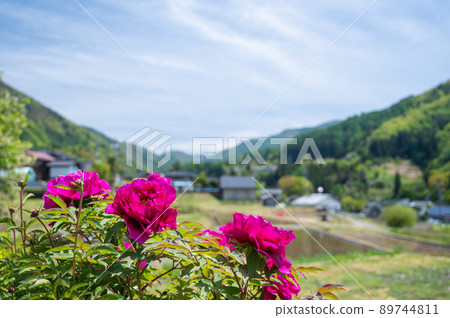 Button flower blooming in the mountain village Button flower blooming in the mountain village 89744811