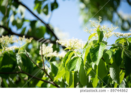 美麗的綠葉和天空景觀 89744862