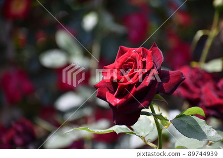 Brilliant crimson spring roses Brilliant crimson spring roses 89744939