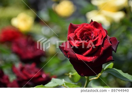 Brilliant crimson spring roses Brilliant crimson spring roses 89744940