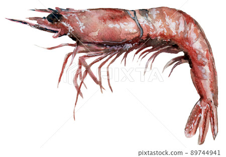 鬚赤蝦 鬚赤蝦 89744941