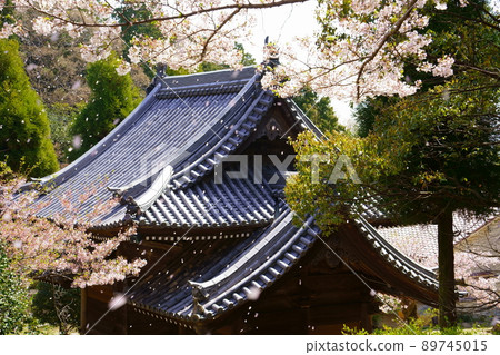 Kannoji Niomon和Sakura Fubuki(兵庫縣西宮市) Kannoji Niomon和Sakura Fubuki(兵庫縣西宮市) 89745015