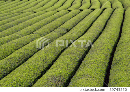 茶園 茶園 89745250