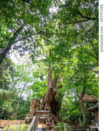 來宮神社 神社風景 來宮神社 神社風景 89745266