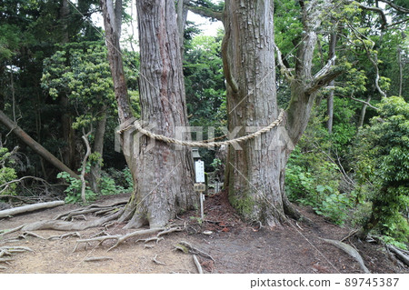 Osugi of Mt. Ponpon (Tengu cedar) 89745387